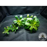 Artificial succulent XL LONG